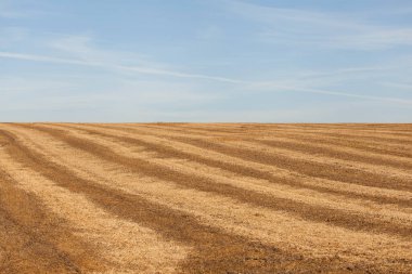 Mavi gökyüzüne karşı hasat edilen tarla