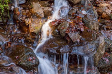 Kayın ormanlarında akarsu Karpatlar 'da altın bir sonbahar