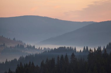 Gün doğmadan önce sis ve köknar ağacı siluetleriyle sonbahar dağ manzarası. Karpatlar. Ukrayna