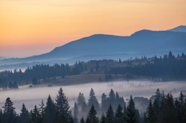 Gün doğmadan önce sis ve köknar ağacı siluetleriyle sonbahar dağ manzarası. Karpatlar. Ukrayna