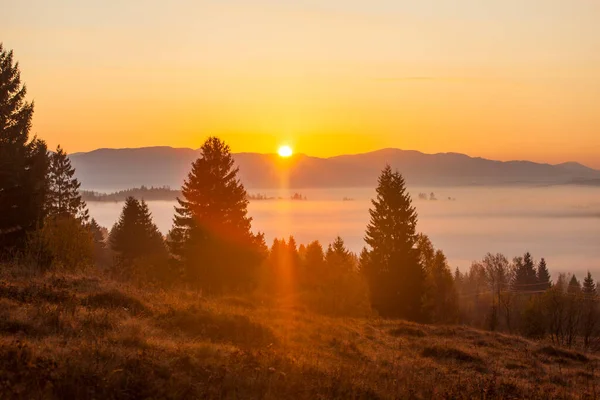 在日出前 秋天的山景 雾气弥漫 冷杉的轮廓映衬 喀尔巴阡山脉乌克兰 — 图库照片