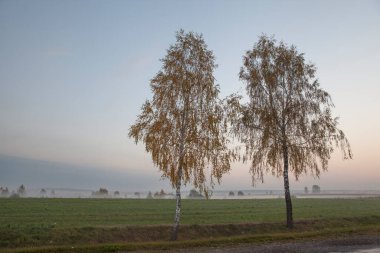 Sisli bir sonbahar sabahı. Sabah sisinde bir grup huş ağacı.