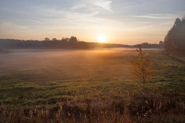 sisli bir sonbahar çayırında gün doğumu
