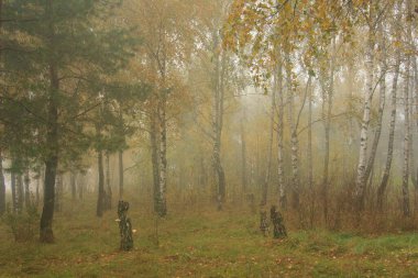 Sonbahar sisli parkında huş ağaçları