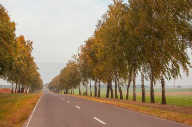 Kır yolu olan sonbahar manzarası. Yol boyunca huş ağaçları