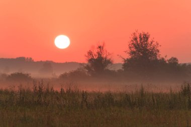 Güneşin doğuşu sisli bir çayırda