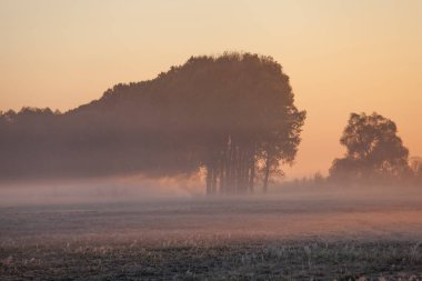 Güneşin doğuşu sisli bir çayırda