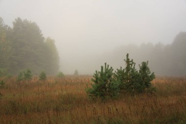 Sonbahar ormanı sisli bir sabahta gün doğumunda