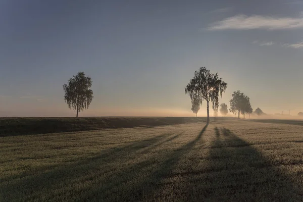 Nebeliger Herbstmorgen Eine Gruppe Birken Morgennebel — Stockfoto