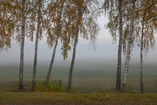 Řada Bříz Podzimní Mlze — Stock fotografie