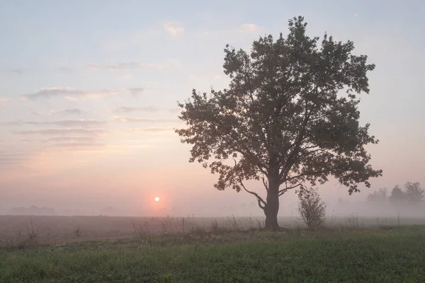 Einsamer Baum Einem Nebligen Herbstmorgen — Stockfoto