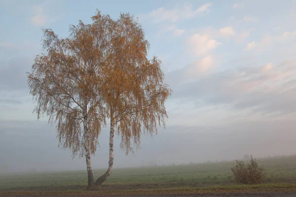 Einsame Birke Einem Nebligen Morgen — Stockfoto