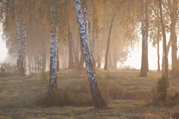 Ptáci Podzimním Mlžném Parku — Stock fotografie