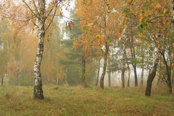 Vidoeiros Outono Parque Nevoeiro — Fotografia de Stock