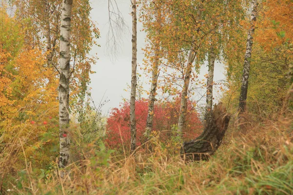 Vidoeiros Outono Parque Nevoeiro — Fotografia de Stock