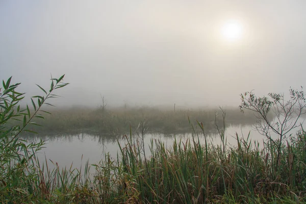 Alba Sole Una Palude Coperta Nebbia — Foto Stock