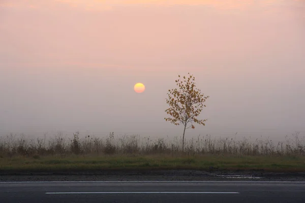 Alba Prato Con Nebbia — Foto Stock