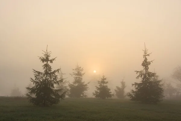 Осенний Лес Туманное Утро Рассвете — стоковое фото