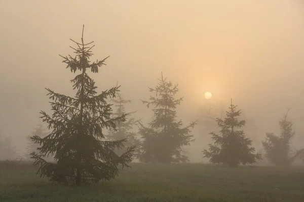 Floresta Outono Uma Manhã Nebulosa Nascer Sol — Fotografia de Stock