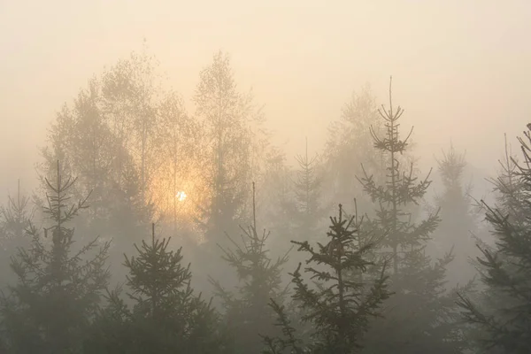 Bosque Otoño Una Mañana Brumosa Amanecer —  Fotos de Stock