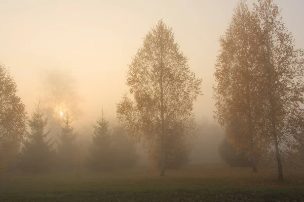 Autumn forest in a foggy morning at sunrise