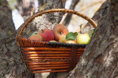 Sabah bahçesinde hasır bir sepette olgun elmalar