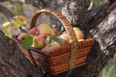 Sabah bahçesinde hasır bir sepette olgun elmalar