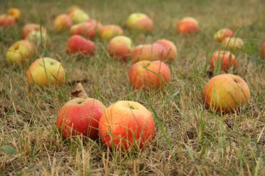 Sabah bahçesinde çimlerin üzerinde olgun elmalar, yakın plan.