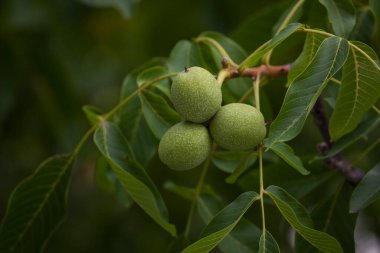 Olgunlaşmış cevizler dalda