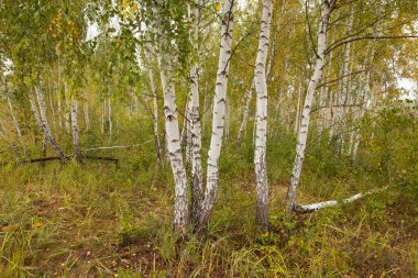 Sonbahar parkında huş ağaçları