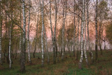 Sonbahar parkında huş ağaçları