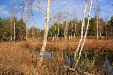 yapraksız sonbahar manzarası
