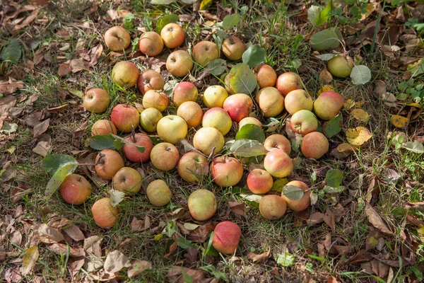 在早晨的花园里 成熟的苹果落在青草上 — 图库照片
