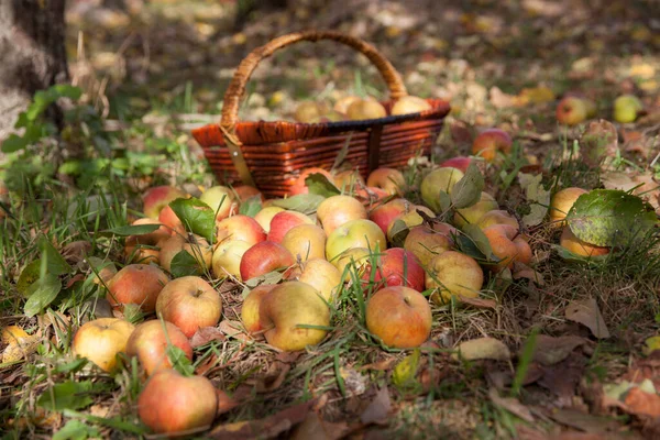 朝の庭の緑の草の上に落ちたリンゴを熟す — ストック写真