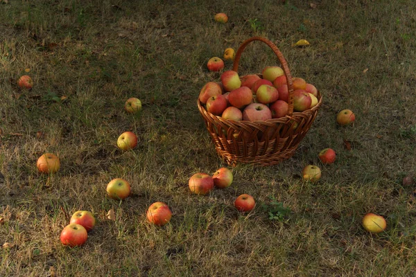 朝の庭のウィッカーバスケットにリンゴを熟す — ストック写真