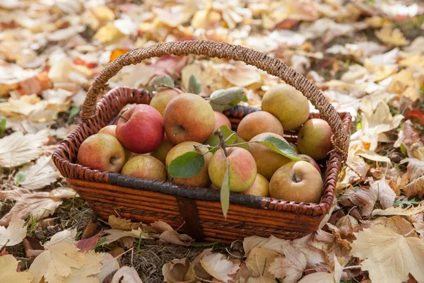 Pommes Mûres Dans Panier Osier Sur Herbe Dans Jardin Matin — Photo