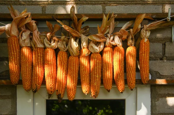 一排排挂干玉米芯 — 图库照片