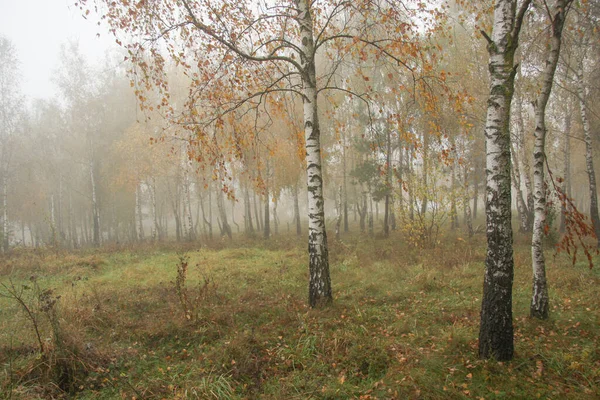 Birken Herbstlichen Nebelpark — Stockfoto