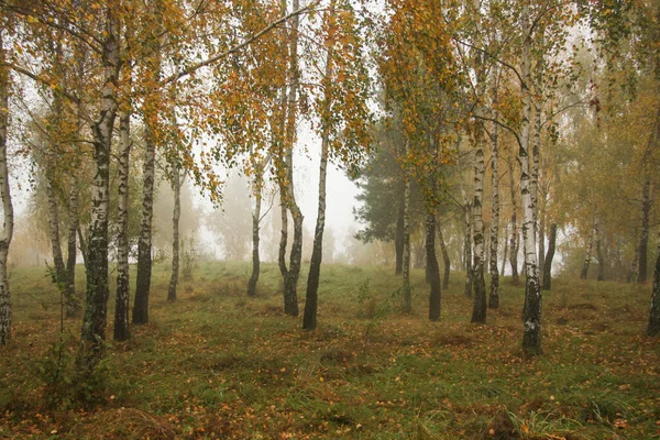 Birches Autumn Park — Stock fotografie