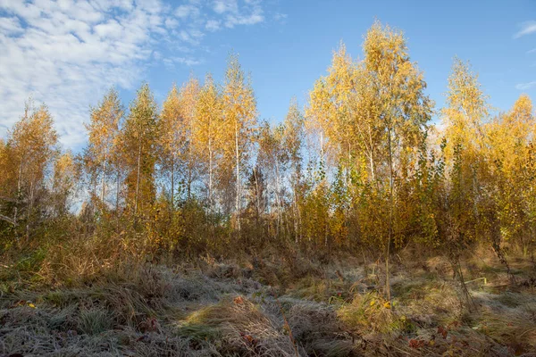 Birches Autumn Park — Stock fotografie