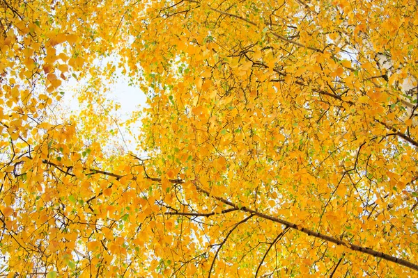 Krone Aus Gelben Birken Auf Blauem Himmel Hintergrund — Stockfoto
