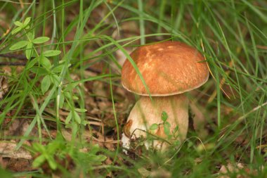 Ormanda boletus mantarları