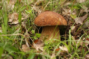 Ormanda boletus mantarları