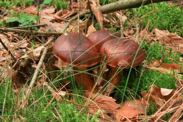 Polnischer Pilz Die Ersten Sommerpilze Wald — Stockfoto