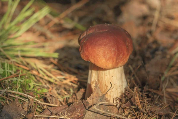 Champignons Bolet Dans Forêt — Photo