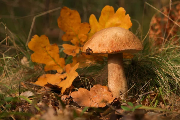 Champignon Bolet Dans Forêt — Photo