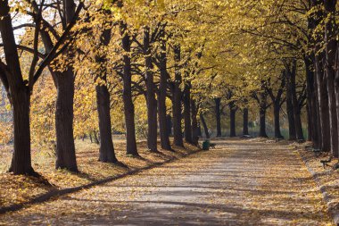 Sonbahar parkının arka sokağı. Sonbahar. Düş! Autumnal Park 'ta. Sonbahar Ağaçları ve Yaprakları
