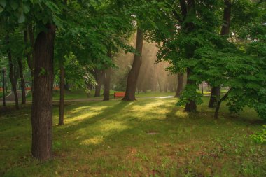 Yaz parkında sabah güneşinde