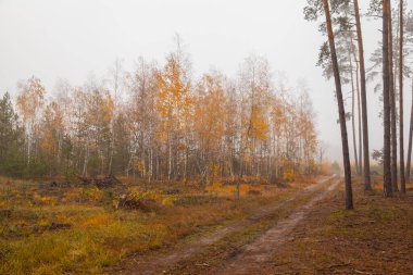 Sonbahar ormanında toprak yol