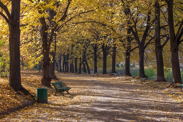 秋の公園の路地 秋の公園 秋の木々と葉 — ストック写真